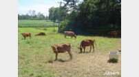전남도, 소도 웃고 농부도 웃는다 … 2500억 통 큰 축산 투자