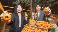 “당도 17브릭스, 고당도 감귤 ‘H스위트 17’ 맛보세요”