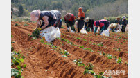 “명품 해남 고구마, 우량 육묘가 시작”… 해남군, 적기 육묘 당부