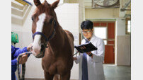 ‘말과 사는 남자’ 한국마사회 말수의사, 경주마의 안전을 지키는 숨은 주역