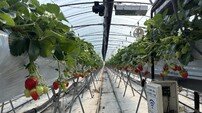 “싱가포르 입맛 사로잡은 붉은 보석” 곡성군, 금실 딸기 동남아 수출길