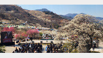 광양시 “매실 와인 축포 쐈다” 25회 매화축제 화려한 개막