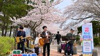 “벚꽃비 내리는 영랑호서 ‘봄의 선율’ 전할 지역 예술가 찾습니다”