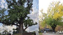 경북도, 단종·금성대군 서린 영주·경주 은행나무 ‘국가산림문화자산’ 신규 지정 추진