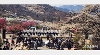 제25회 광양매화축제, ‘콘텐츠 내실화’로 방문객 발길 사로잡아