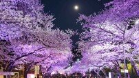 “과천 벚꽃 축제 보러 오세요”…렛츠런파크 서울 벚꽃축제 ‘馬시멜로’ 3~12일 개최