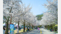 소노인터내셔널 봄꽃 코스, 사진만 봐도 떠나고 싶다