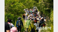 영주, 봄 숲길에 심장을 얹다…‘동서트레일’ 걷기 여행지 급부상