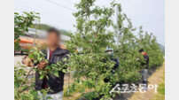 청송군, 외국인 계절근로자 451명 순차 입국…농촌 인력난 해소 총력