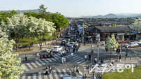 경주 도심, 이팝나무 만개로 ‘하얀 눈꽃’ 장관