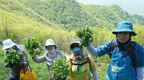 “산나물 향 따라 12만 명 몰렸다”…영양산나물축제, 지역경제 살린 ‘봄 축제의 힘’