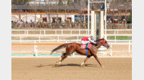 ‘빈체로카발로’ 2년 연속 스프린터 시리즈 삼관마 오를까