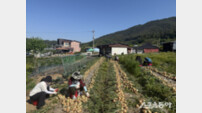 함평군, 가격 폭락 조생양파 농가 긴급 일손 지원