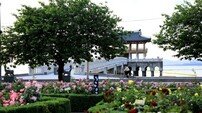 포항시, 도심 곳곳 장밋빛 물결…‘천만송이 장미도시’ 조성 박차