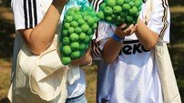 에버랜드, 비밀 정원 열렸다 가방 가득 매실 수확