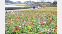 장성군, 황룡강 7만9000㎡ 가을꽃 물결…10월 축제 준비 본격화
