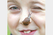 英아홉살 소녀, 얼굴에 달팽이 25마리 얹기 성공…‘세계신기록’