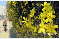 봄꽃 개화 시기, 평년보다 1~2일 빨라…서울 4월 초순 봄꽃 ‘절정’