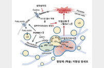 분당차병원 연구팀, 내성 있는 두경부암 세포 치료법 개발