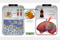 자생한방병원, 생간환 주요 재료 울금의 간 보호 효과 규명