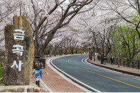 강진군, 오는 31일 ‘강진 금곡사 벚꽃축제’ 개최