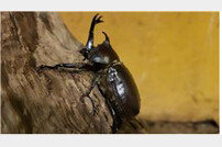 울산대공원 ‘장수풍뎅이 애벌레’ 나눔 행사 진행