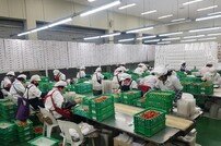 담양 딸기, ‘아시아 전역 진출’ 몽골 이어 베트남 行