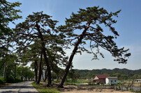 봉화군, 전통마을숲 5곳 복원사업 시행