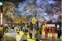경북도, 22개 시군 봄꽃축제 시계 빨라지고 있다