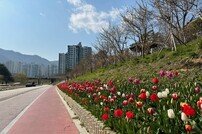 부산 기장군, 좌광천변 튤립 꽃길 조성