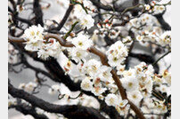 시흥시의 봄, 화사한 꽃망울의 찬란한 울림