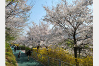 성남시, 시내 벚꽃 9경 “봄 만끽”