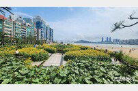 부산 수영구, 광안리 해변에 해바라기 화단 전시