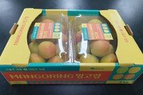 영주시, 새콤달콤 ‘망고링’ 7월 본격 출시…항노화 효과