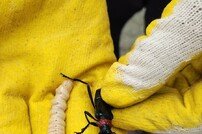 영천시, ‘벚나무사향하늘소’ 피해 심각…방제 전쟁 돌입