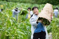 KT&G, ‘18년째 농가와 상생 실천’ 잎담배 수확 봉사활동 진행