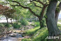 고창군, 왕버들숲·비격진천뢰 국가지정 유산 승격 목표