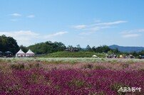 꽃물결을 이루고 있는 “양주 나리공원 축제”[포토]