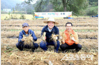 파주개성인삼, 19일 개막 “6년근 채굴 시연축제”