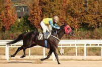 [경마]노장 투혼 발휘 선더호스…서울경제신문배 우승