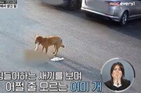 차에 짓밟힌 자식 보고 우는 어미개, 천벌 받을 인간들 (히든아이)[TV종합]