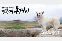 경주시, 동경이 등 다양한 캐릭터 새로운 상징물로 확대