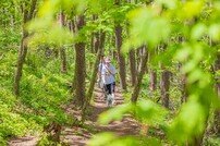 하이원리조트, 국내 최대 반려견 행사 ‘2025 댕댕트레킹’ 5월 개최