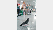 [포토 에세이]대합실 찾은 ‘용감한 비둘기’