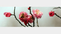 [포토 에세이]봄…봄…봄… 활짝 웃는 매화