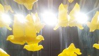 [갤럭시 S5로 찍는 포토에세이]프린터로 만든 노란 새들