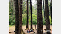 [갤럭시 S5로 찍는 포토에세이]무성한 나무숲