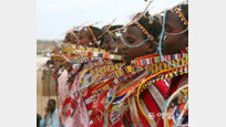 [홍진환 기자의 케냐에서 희망 찾기]마사이족 여인들 전통 춤사위