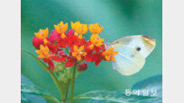 [포토 에세이]봄 향기 퍼뜨리는 나비의 날갯짓