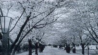[박윤석의 시간여행]사월 바람에 피고 지는 벚꽃